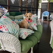 Home Owner wanting sitter in Brisbane, Queensland