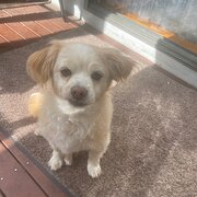 Home Owner wanting sitter in , Victoria