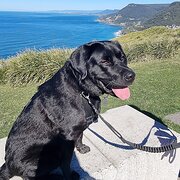 Home Owner wanting sitter in Wollongong , New South Wales
