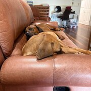 Home Owner wanting sitter in Brisbane, Queensland