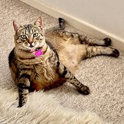 Home Owner wanting sitter in Clarkson, Western Australia