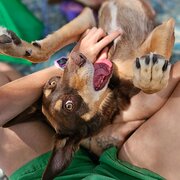 Home Owner wanting sitter in Geraldton , Western Australia