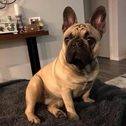 Home Owner wanting sitter in , Victoria