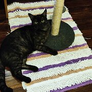 Home Owner wanting sitter in Sydney, New South Wales