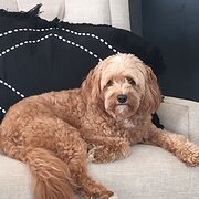 Home Owner wanting sitter in Brisbane, Queensland