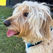 Home Owner wanting sitter in Bunbury, Perth , Western Australia