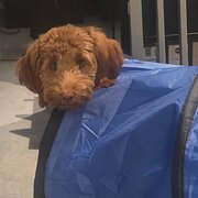 Home Owner wanting sitter in Castle Cove, New South Wales