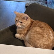 Home Owner wanting sitter in Melbourne , Victoria