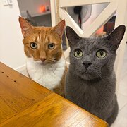 Home Owner wanting sitter in MAROOCHYDORE QLD 4558, Queensland