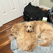 Home Owner wanting sitter in , New South Wales