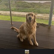 Home Owner wanting sitter in Perth, Western Australia