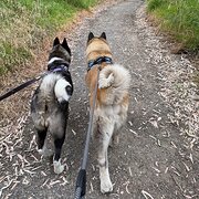 Home Owner wanting sitter in Adelaide, South Australia