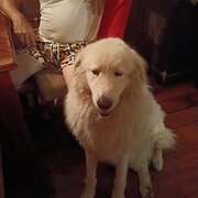 Home Owner wanting sitter in Gold Coast / Brisbane , Queensland