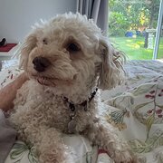 Home Owner wanting sitter in Mandurah / Perth , Western Australia