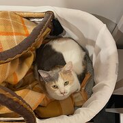 Home Owner wanting sitter in Melbourne, Victoria