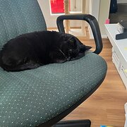 Home Owner wanting sitter in , Victoria