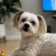 Home Owner wanting sitter in , Victoria