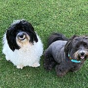 Home Owner wanting sitter in Perth, Western Australia