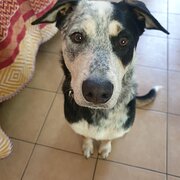 Home Owner wanting sitter in  Brisbane , Queensland