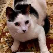 Home Owner wanting sitter in , Australian Capital Territory