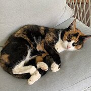 Home Owner wanting sitter in Penrith (east) Katoomba (west), New South Wales