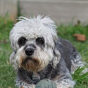 Home Owner wanting sitter in Melbourne, Victoria