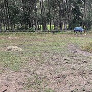 Home Owner wanting sitter in , New South Wales