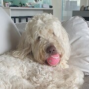 Home Owner wanting sitter in Central Coast NSW, New South Wales