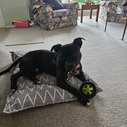 Home Owner wanting sitter in Wamberal, New South Wales