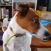 Home Owner wanting sitter in Yarram, Victoria