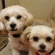 Home Owner wanting sitter in ADELAIDE, South Australia