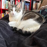 Home Owner wanting sitter in , Victoria