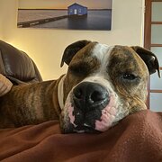 Home Owner wanting sitter in Mandurah, Western Australia