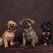 Home Owner wanting sitter in Canberra, Australian Capital Territory