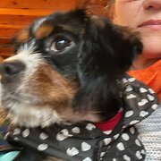 Home Owner wanting sitter in Melbourne, Victoria