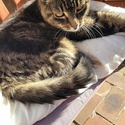 Home Owner wanting sitter in , Victoria