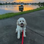 Home Owner wanting sitter in , Queensland