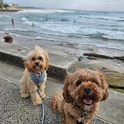 Home Owner wanting sitter in Sydney, New South Wales