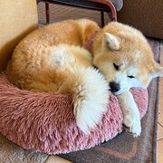 Home Owner wanting sitter in Sydney , New South Wales