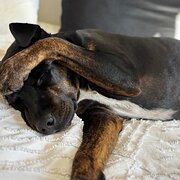 Home Owner wanting sitter in SYDNEY, New South Wales