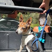 Home Owner wanting sitter in Buderim , Queensland