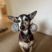 Home Owner wanting sitter in Gold Coast, Queensland