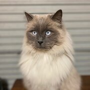 Home Owner wanting sitter in , New South Wales