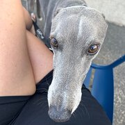 House Sitter - Christine’s house sitting services