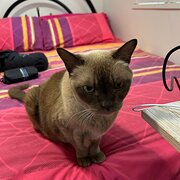 Home Owner wanting sitter in Brisbane, Queensland