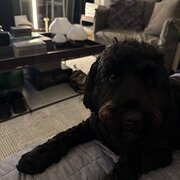 Home Owner wanting sitter in Sydney, New South Wales