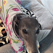 Home Owner wanting sitter in Mandurah , Western Australia