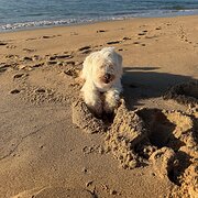 Home Owner wanting sitter in , New South Wales