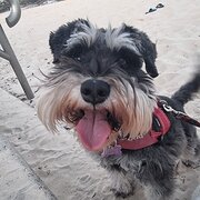 Home Owner wanting sitter in , New South Wales