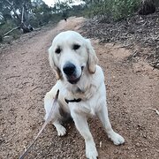 Home Owner wanting sitter in , Victoria